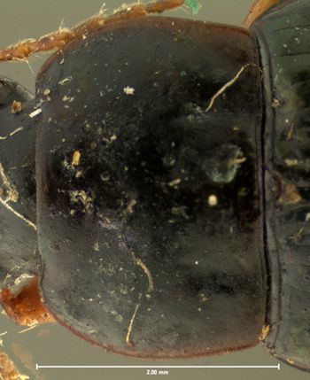 Media type: image;   Entomology 32982 Aspect: pronotum dorsal